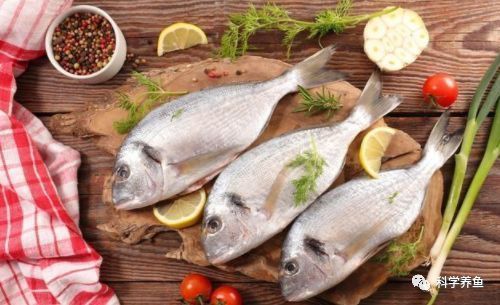 海象魚繁殖成功案例分析，海象魚在自然環境中繁殖成功的案例