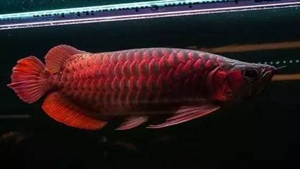 龍魚有哪幾種：亞洲龍魚的主要品種及其品種及其品種及其品種的詳細信息