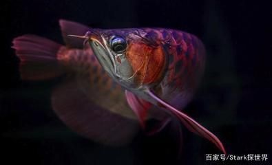 龍魚的證書：龍魚吞食異物怎么辦