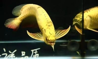 關于龍魚的紀錄片名字（關于龍魚的紀錄片）