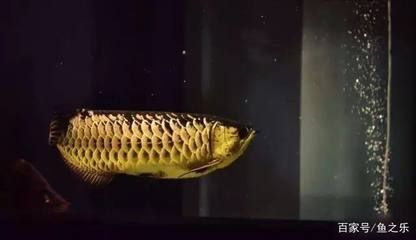 關于龍魚的紀錄片名字（關于龍魚的紀錄片）