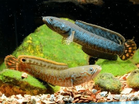 雷龍魚哪個(gè)品種長的大，探索雷龍魚的體型之謎