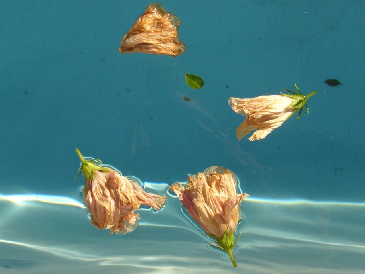 紅龍魚混養什么魚好看圖片：紅龍魚混養什么魚好看圖片欣賞