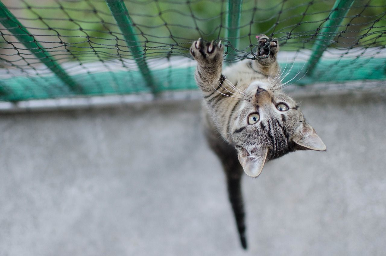 紅龍魚混養(yǎng)什么魚好看圖片：紅龍魚混養(yǎng)什么魚好看圖片欣賞