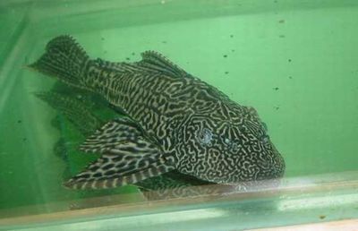 辛古能和龍魚混養嗎（辛古是否能與龍魚混養的問題獲取相關信息獲取相關信息）