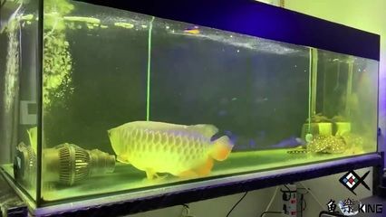 才買的龍魚什么時候喂食（剛買的龍魚在入缸后的2-3天就可以嘗試投喂食物了）
