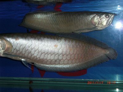 20公分銀龍魚價格（20公分的銀龍魚價格在50~70元不等）