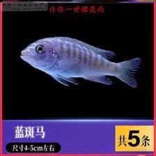 60公分龍魚和多大薩伊藍(lán)（60公分的龍魚與薩伊藍(lán)混養(yǎng)需要特別注意）
