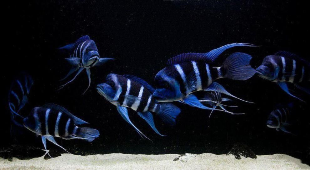 60公分龍魚和多大薩伊藍(lán)（60公分的龍魚與薩伊藍(lán)混養(yǎng)需要特別注意）