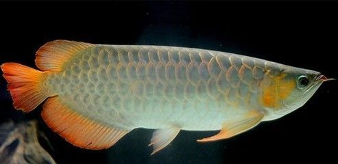 龍魚好嗎：龍魚養殖入門指南