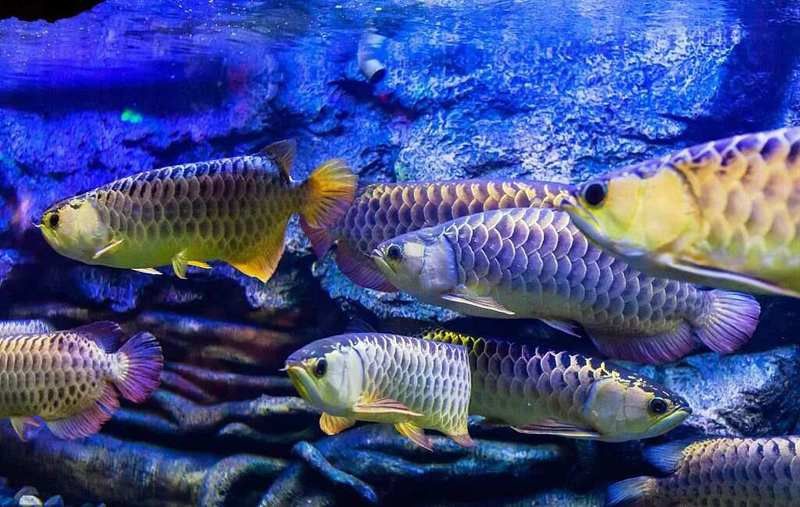 冷水可以養龍魚嗎為什么