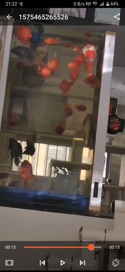 六角恐龍魚被同類咬傷：六角恐龍魚身上出現(xiàn)白色絮狀物可能是水霉病的癥狀物
