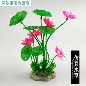 龍魚缸內放置什么植物好（適合在魚缸中養殖的植物有哪些？）