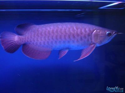 金龍魚什么時候開始發色【金龍魚發色過程中發色有助于金龍魚發色的因素有哪些】