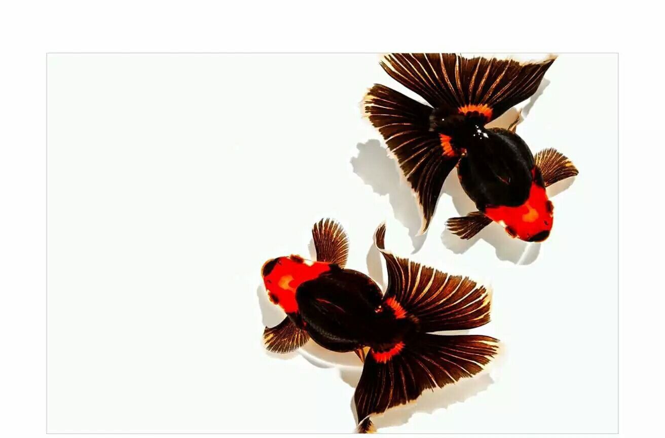 金魚頭部腐爛怎么辦