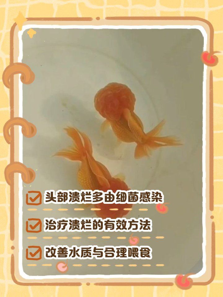 金魚頭部腐爛怎么辦
