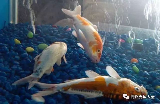 金魚頭部腐爛怎么辦