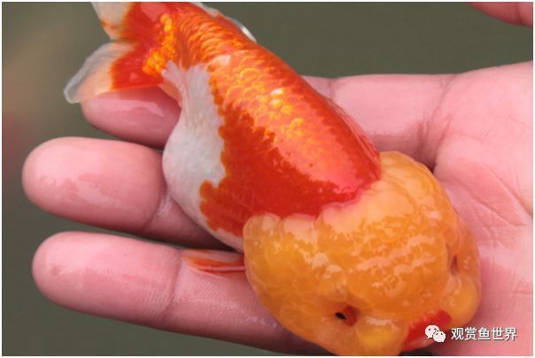 金魚頭部腐爛怎么辦