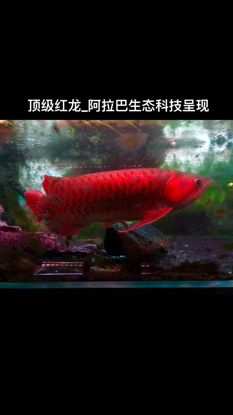 紅龍魚的挑選標準圖片高清視頻