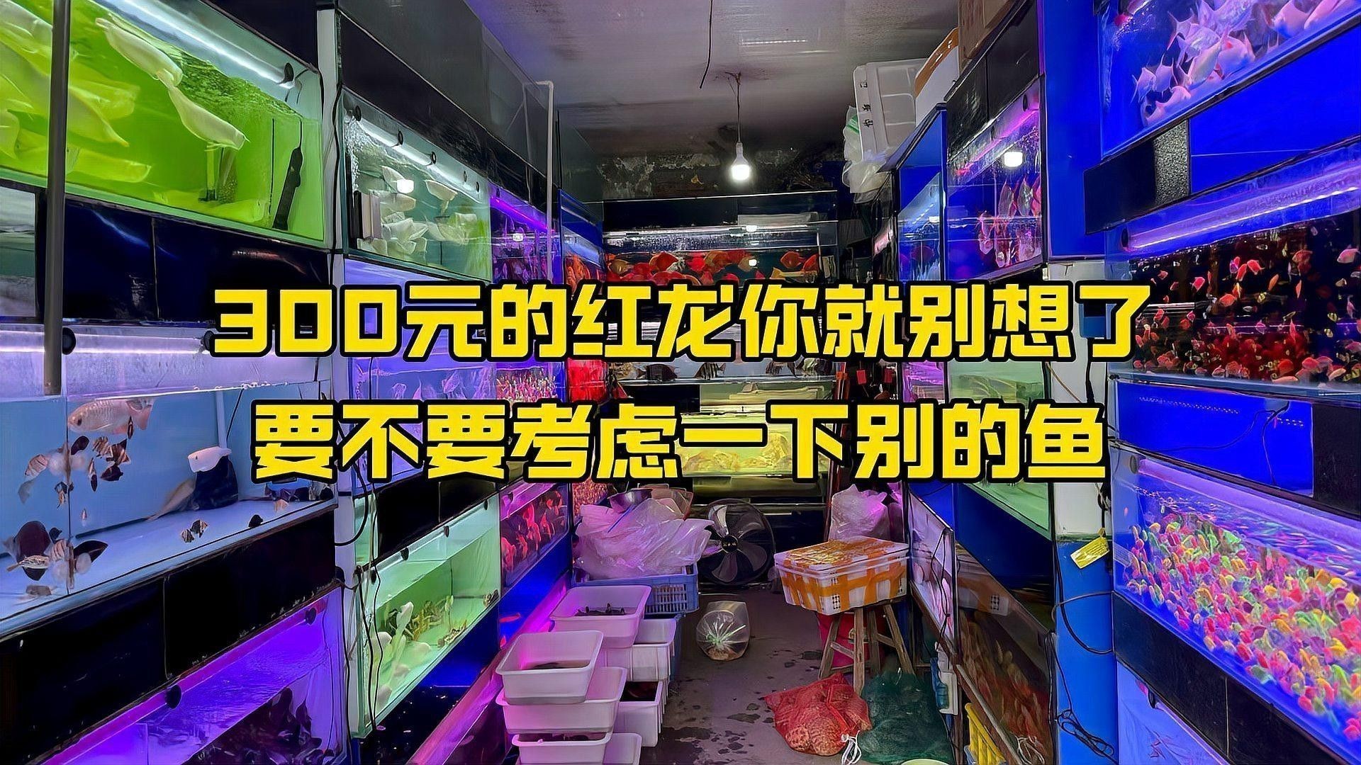 紅龍魚的挑選標準圖片高清視頻