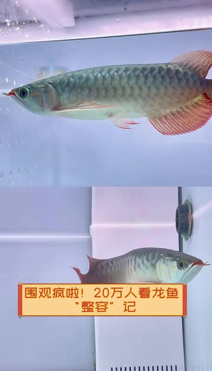 紅龍魚掉眼怎么辦？