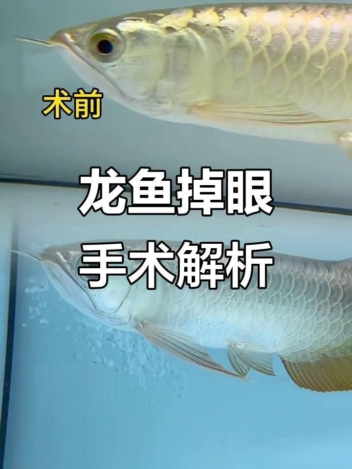 紅龍魚掉眼怎么辦？