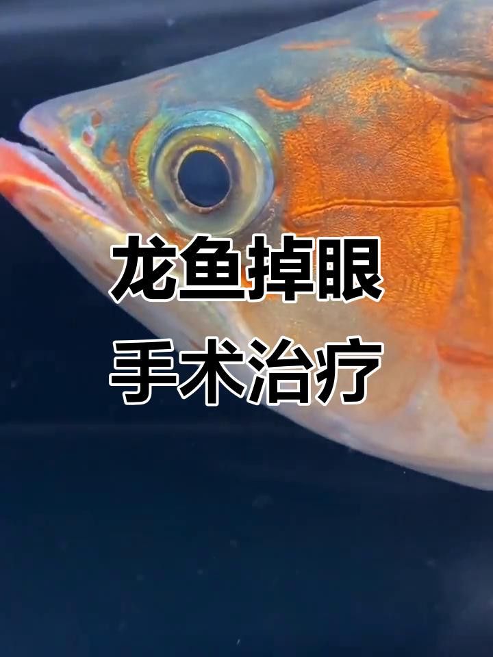 紅龍魚掉眼怎么辦？