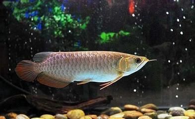 龍魚適應新環境要多久：龍魚適應新環境的具體時間 龍魚適應新環境要多久：龍魚適應新環境的具體時間 龍魚百科 第2張