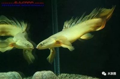 白子金恐龍魚：白子金恐龍魚的飼養(yǎng)技巧