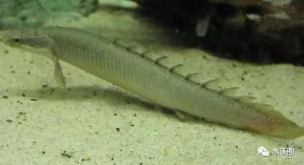 白子金恐龍魚：白子金恐龍魚的飼養(yǎng)技巧