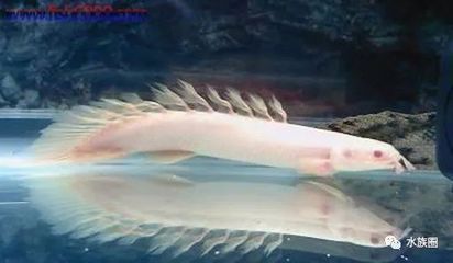 白子金恐龍魚(yú)：白子金恐龍魚(yú)的飼養(yǎng)技巧