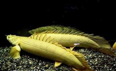 白子金恐龍魚：白子金恐龍魚的飼養(yǎng)技巧
