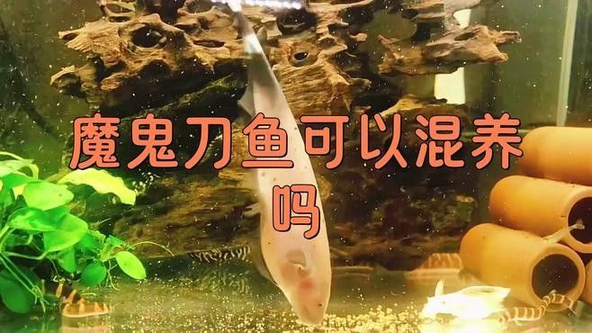 魔鬼刀可以和龍魚混養(yǎng)嗎