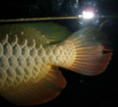 龍魚缸側燈放什么位置 龍魚缸側燈放什么位置 龍魚百科 第5張