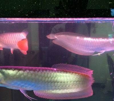 成年金龍魚多少錢：成年金龍魚價格因品種、品相、規格等因素有所不同