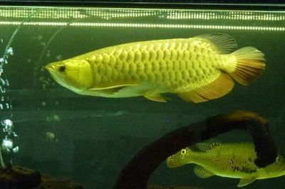 成年金龍魚多少錢：成年金龍魚價格因品種、品相、規格等因素有所不同