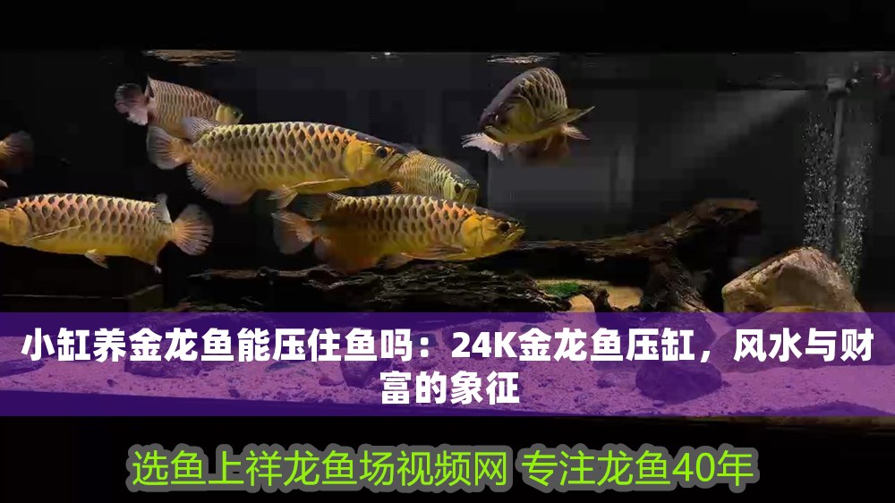 小缸養(yǎng)金龍魚能壓住魚嗎：24K金龍魚壓缸，風(fēng)水與財富的象征
