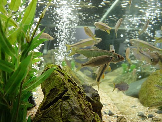 龍魚缸測水質的儀器：選擇龍魚缸水質檢測儀器對于維護龍魚缸內的水質至關重要