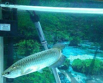 北京龍魚漁場的地址：北京龍魚漁場