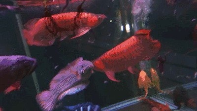 喜歡龍魚(yú)的老孫店鋪：喜歡龍魚(yú)的老孫店鋪怎么找