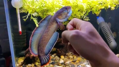 酒紅雷龍魚飼養溫度：酒紅雷龍魚的飼養方法