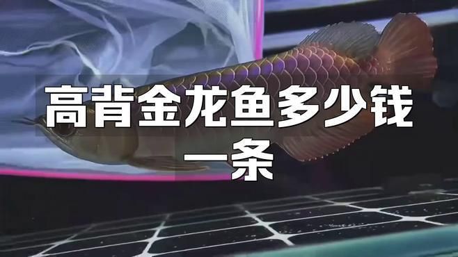 高背金龍的價格范圍