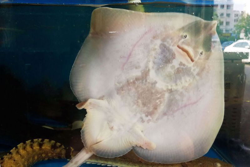 魔鬼魚價格表