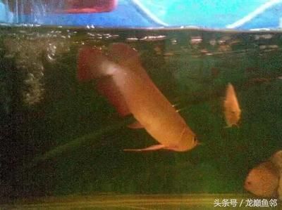 龍魚排氣什么意思（“龍魚排氣”可能涉及到龍魚養殖中的一個特定問題）