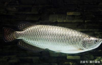 龍魚(yú)撞缸后趴缸是什么原因：龍魚(yú)撞缸后趴缸是怎么回事