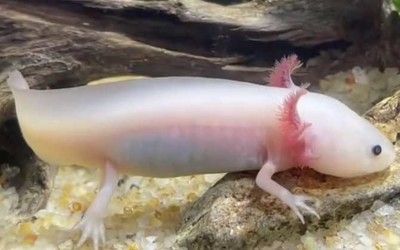 六角龍魚最愛吃什么：六角恐龍魚需要打氧氣嗎