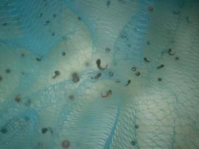 六角龍魚最愛吃什么：六角恐龍魚需要打氧氣嗎