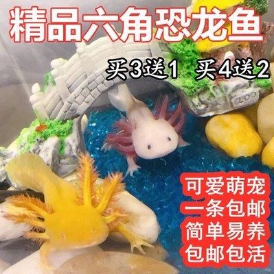 六角龍魚最愛吃什么：六角恐龍魚需要打氧氣嗎