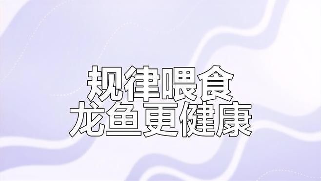 龍魚吃干蝦飼料好不好