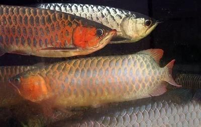 龍魚混養幾條比較好，如何判斷龍魚混養的數量